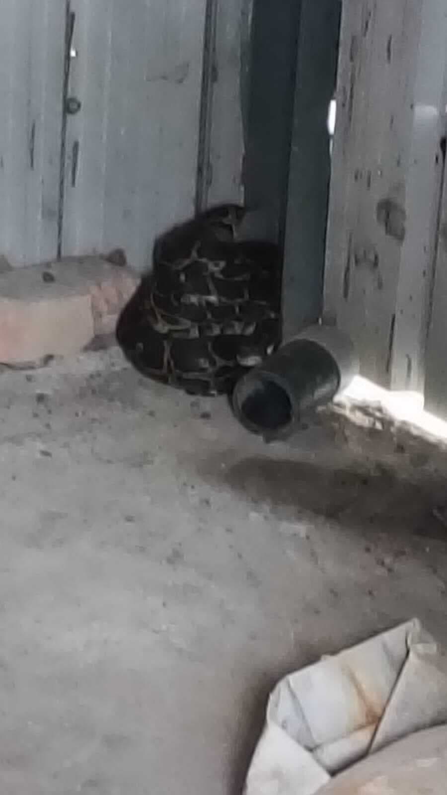 पानी टंकी के भंडार रूम में मिला विशाल अजगर,