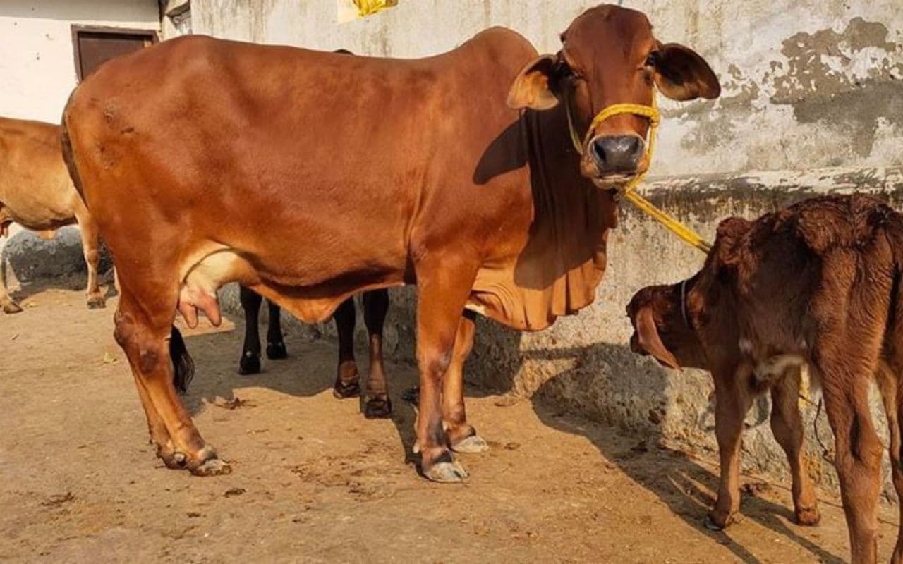 Bihar News: बिहार में पशुओं के बांझपन को दूर करेंगे चिकित्सक, जानें नस्ल सुधार के उपाय