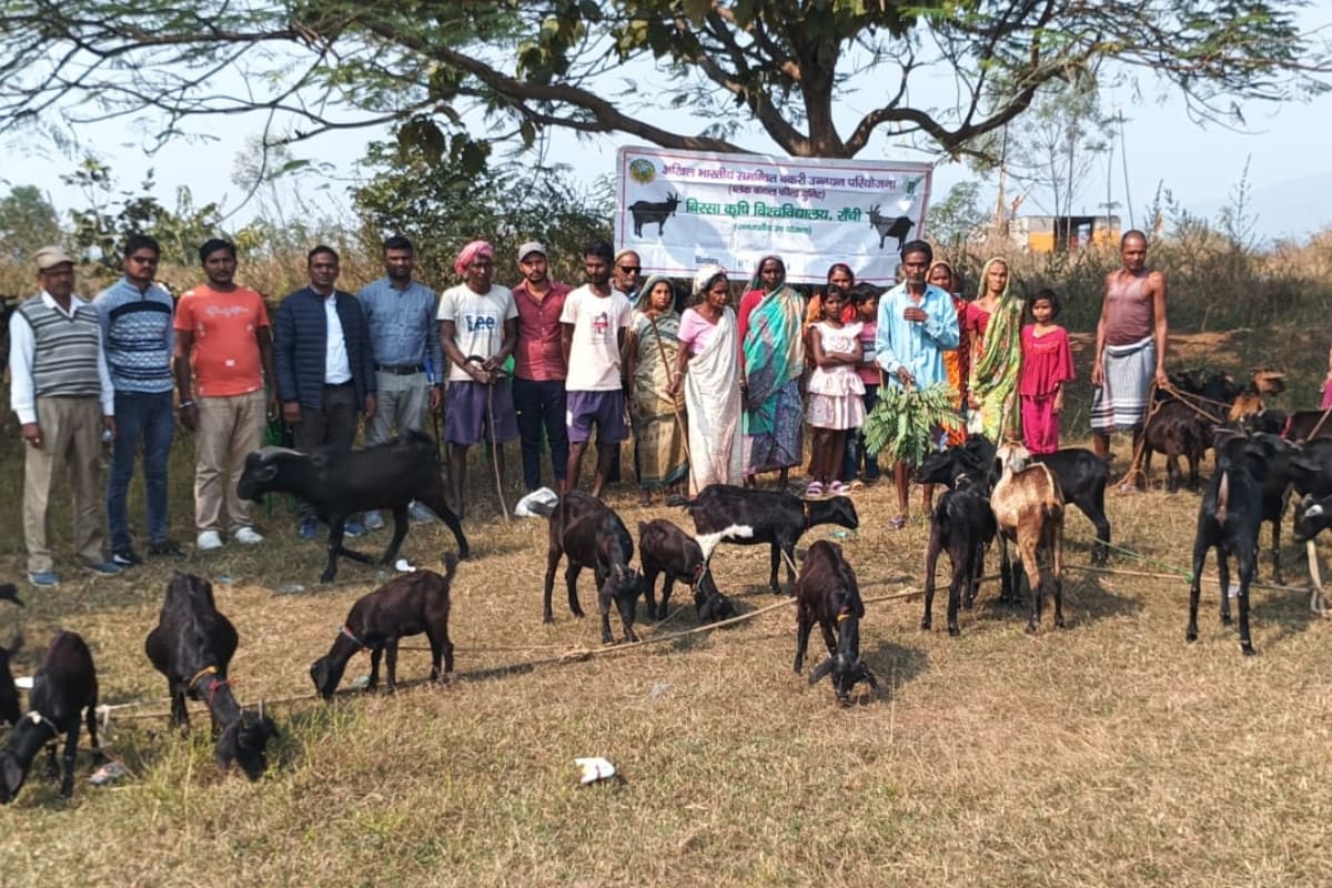 Ranchi News: बिरसा कृषि यूनिवर्सिटी ने रिसर्च प्रोजक्ट के तहत बकरियों का किया टीकाकरण, बकरीपालकों को दी आवश्यक जानकारी