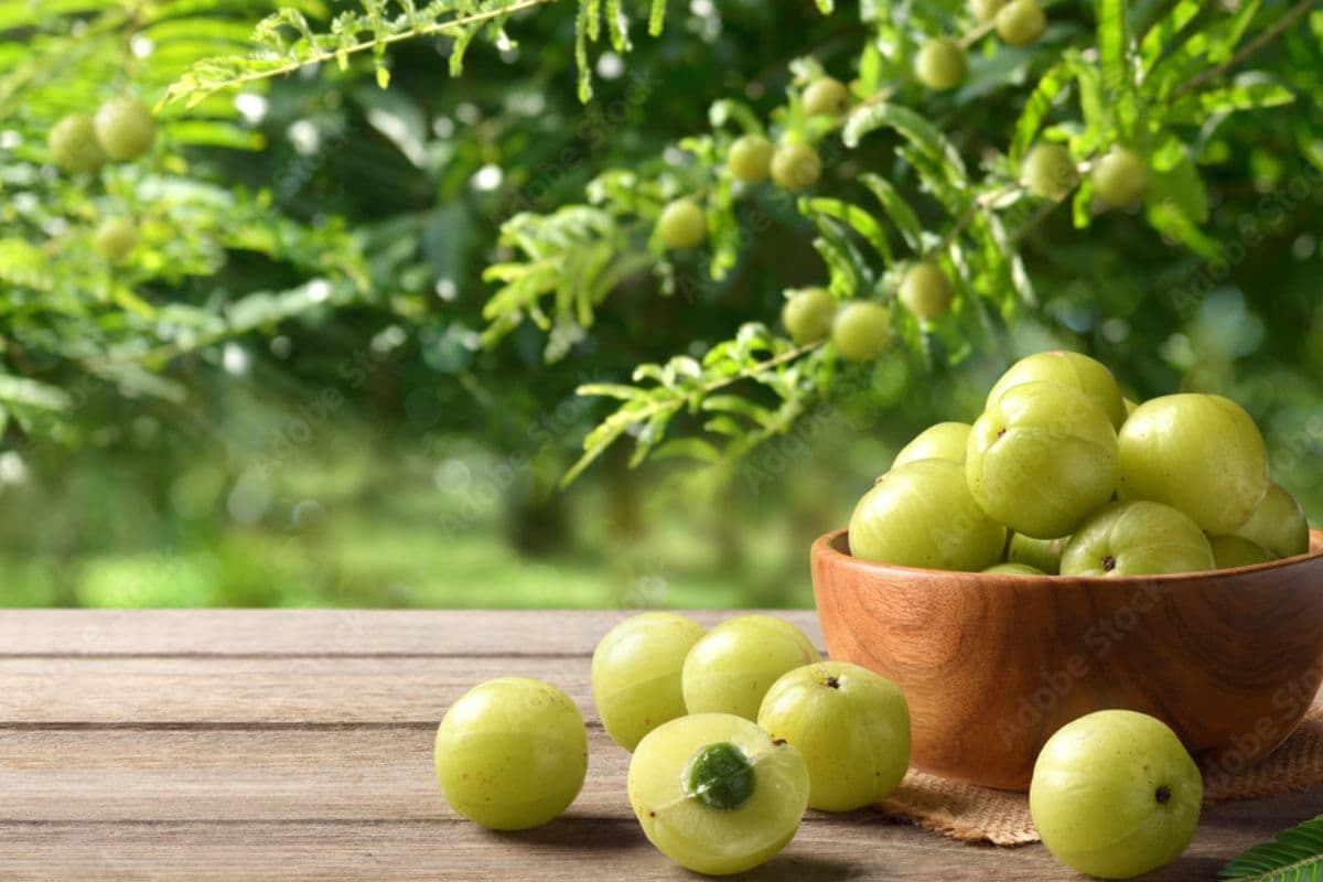 Health benefits of Amla : कच्चा चबाएं या जूस बना लें, आदत डाल लें तो आपको मिलेंगे कई फायदे