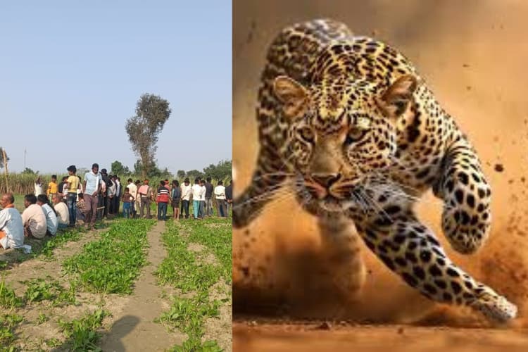 तेंदुए ने मचाया बगहा में कोहराम, मजदूरों पर हमला कर गन्ने के खेत में हुआ गायब, वन विभाग हुई अलर्ट