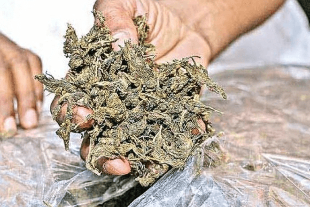 Bihar News: बिहार पुलिस की बड़ी कार्रवाई, एक करोड़ के गांजा के साथ तस्कर गिरफ्तार