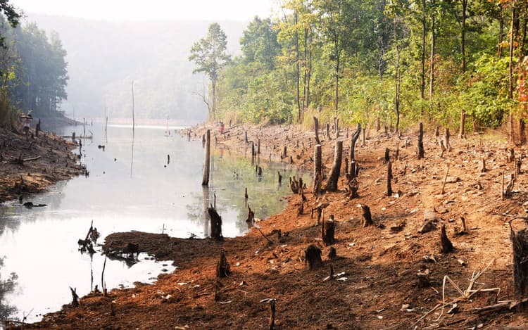 झारखंड के कालीझरना में लकड़ी माफियाओं ने सैकड़ों पेड़ काट डाले, देखें PHOTOS