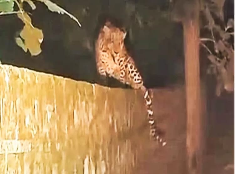 Video: वायु सेना केंद्रीय विद्यालय में दिखा तेंदुआ और जंगली सूअर, दहशत में बंद हुई फिर कक्षाएं