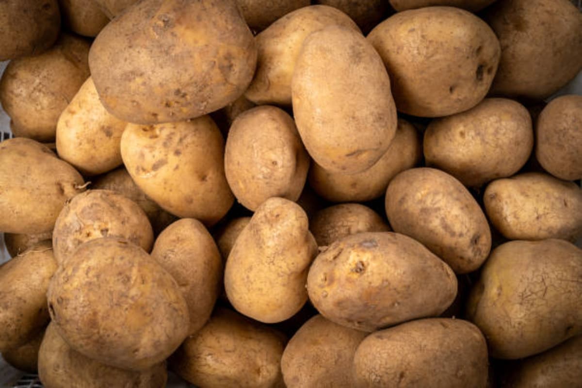 Health Tips: कहीं आप भी तो नहीं खरीद रहे नकली आलू, ऐसे करें असली की पहचान
