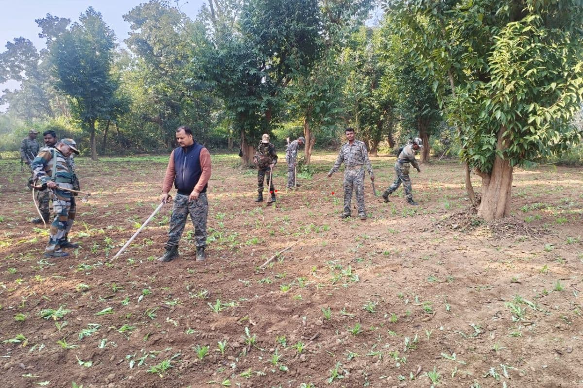 7 एकड़ जमीन पर हो रही अफीम की खेती नष्ट, रांची पुलिस की बड़ी कार्रवाई