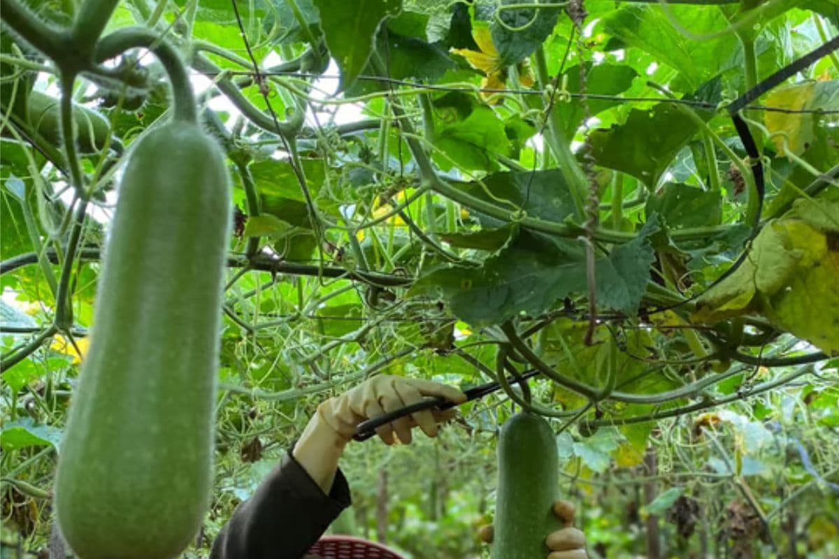 Diabetes Control : अगर आप भी करना चाहते हैं डायबिटीज कंट्राेल, खायें यह सब्जी