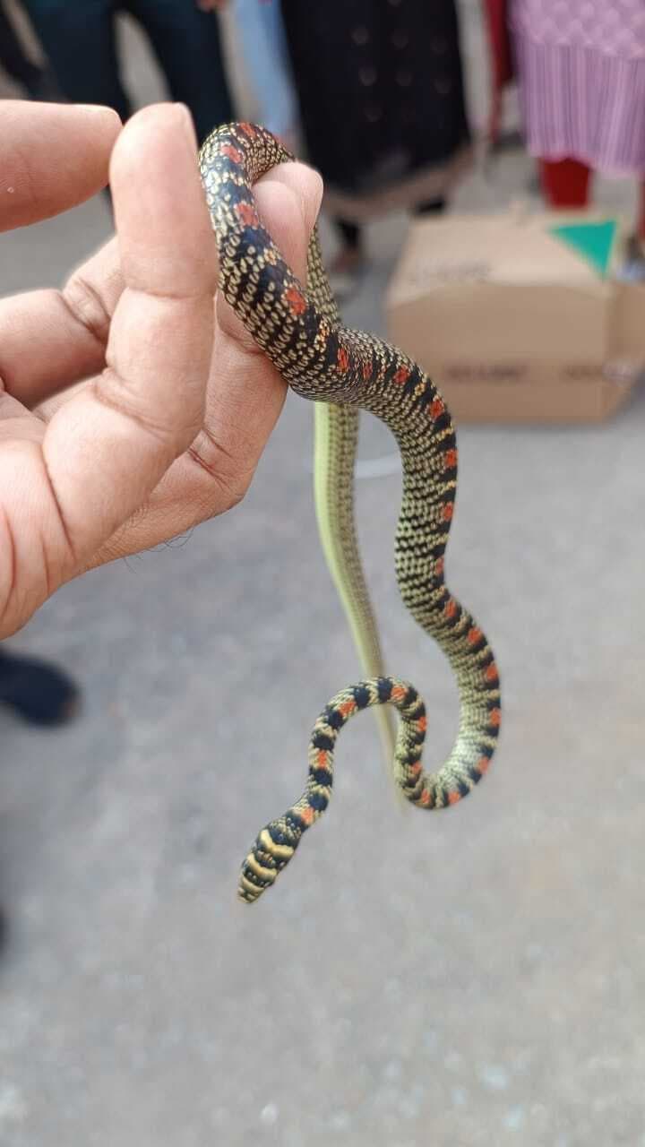 दवा के कार्टून से दुर्लभ प्रजाति का सांप बरामद