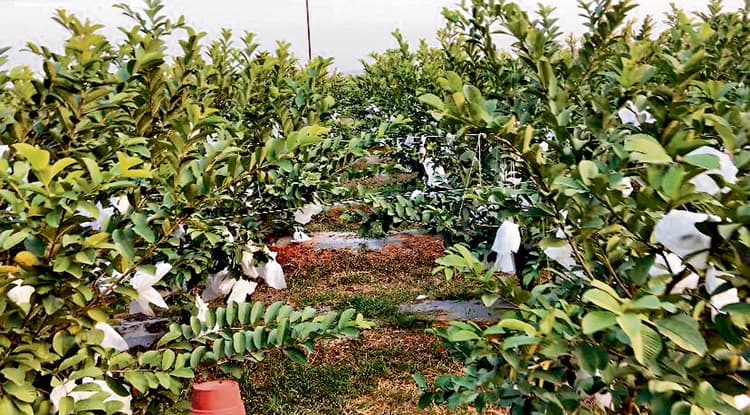 Agriculture News : 75 एकड़ में लगाये अमरूद के 52 हजार पौधे