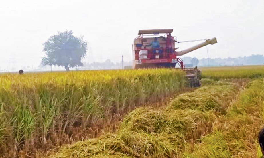 डुमरांव प्रखंड में 70 प्रतिशत हुई धान की कटाई