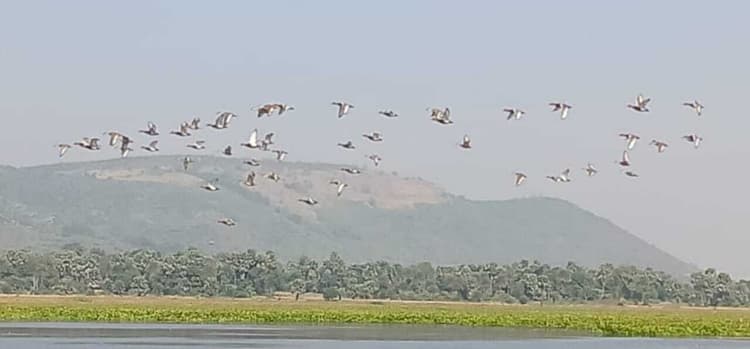 मसकलैया झील में शरद ऋतु में पहुंचे सैकड़ों प्रवासी पक्षी