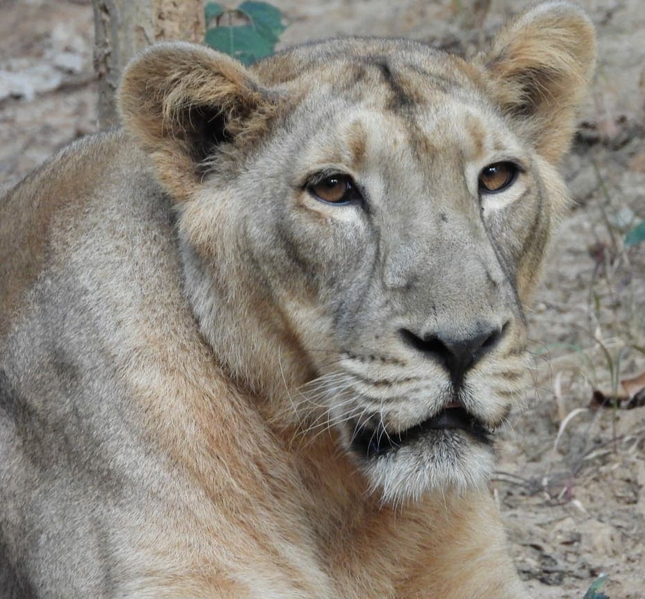 चिड़ियाघर में शेरनी जया की किडनी फेल होने से मौत