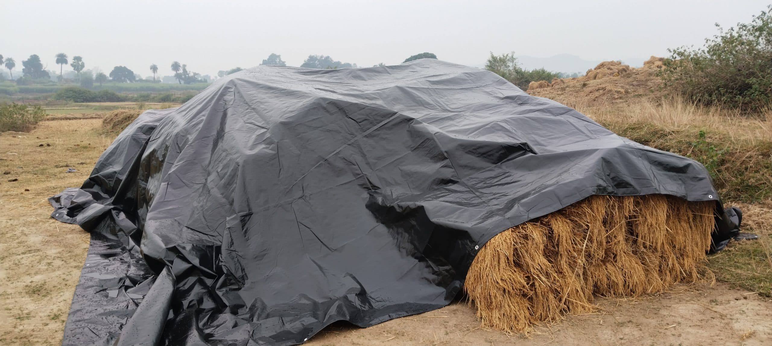 Giridih News : बेमौसम बारिश से धान को आंशिक नुकसान