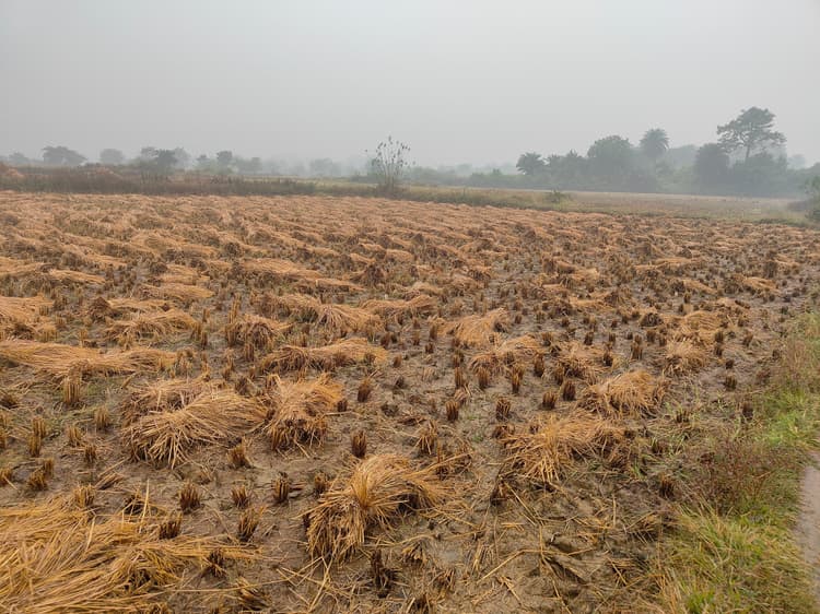 Bokaro News : बेमौसम बारिश से भीगी फसल, किसान परेशान
