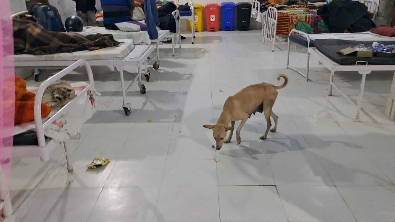 जिले में बढ़ रहा आवारा कुत्तों का आतंक, 12 माह में डॉग बाइट के आये 7,863 मामले