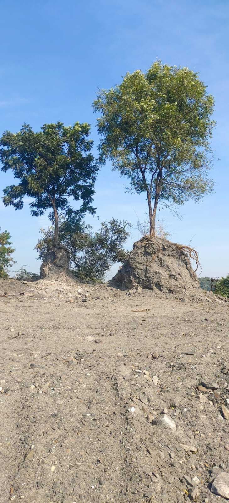 पेड़-पौधे उजाड़कर पर्यावरण संरक्षण के नाम पर बना रहे पार्क