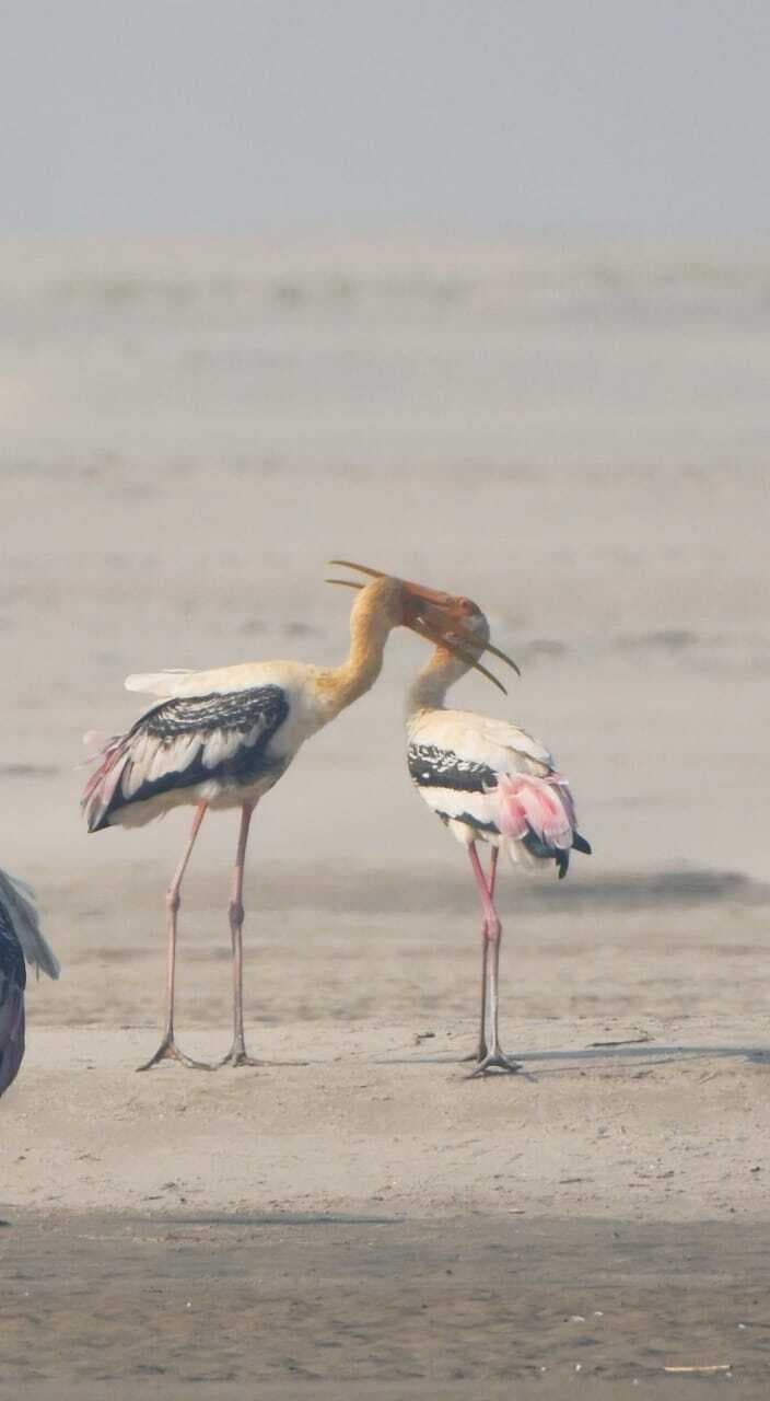 डाॅल्फिन सेंचुरी में सर्वे के दौरान कम प्रवासी पक्षी दिखे