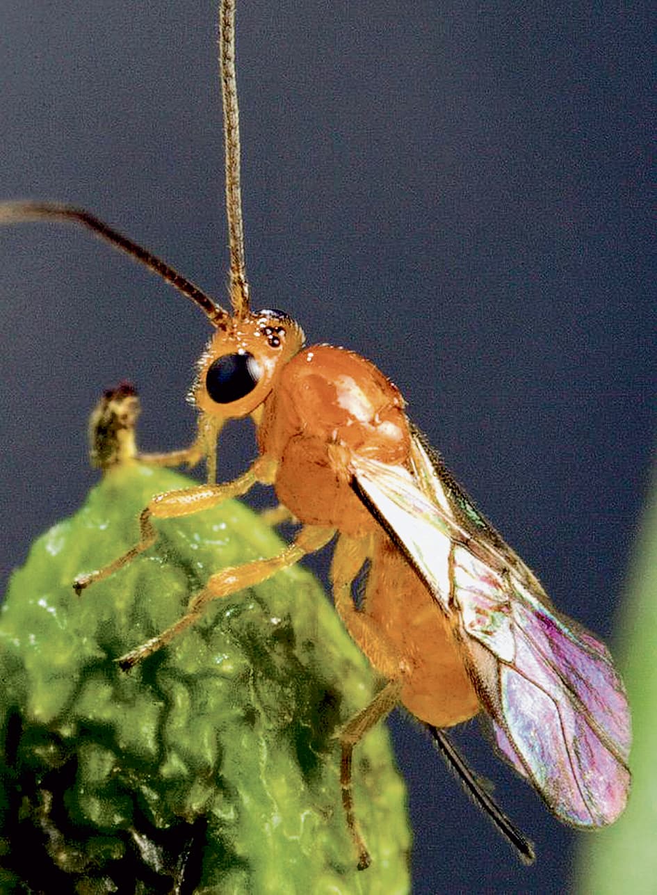 परजीवी ततैया की पांच नयी प्रजातियों की खोज