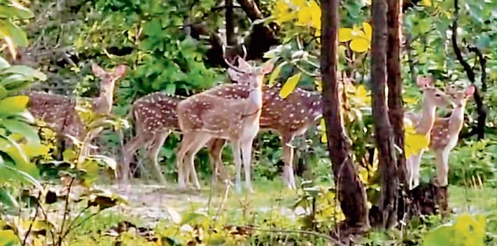 News of Hazaribagh Wildlife Sanctuary : рд╣рдЬрд╛рд░реАрдмрд╛рдЧ рд╡рдиреНрдп рдЬреАрд╡ рдЕрднрдпрд╛рд░рдгреНрдп рдореЗрдВ рд▓рд╛рдпреЗ рдЬрд╛рдпреЗрдВрдЧреЗ 300 рд╣рд┐рд░рдг