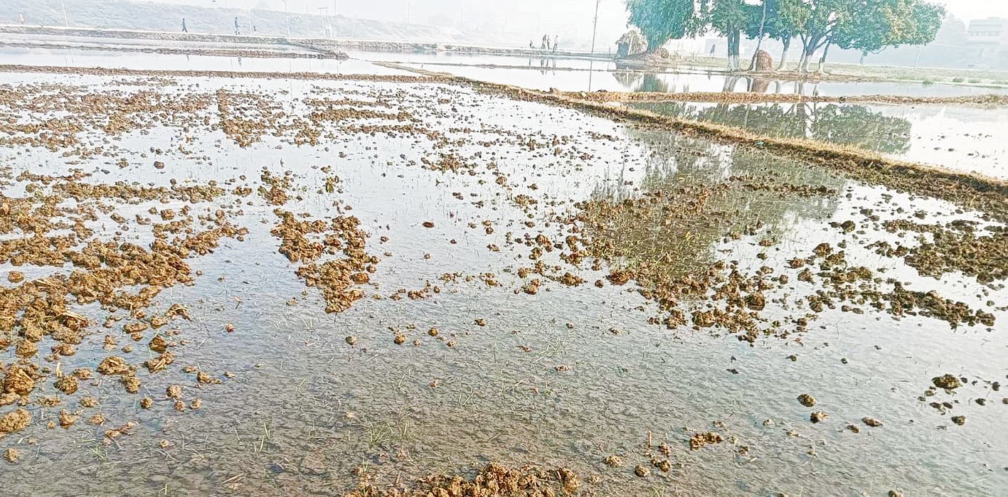 अस्थावां में नल जल बना किसानों का जी का जंजाल, 20 एकड़ में गेहुं की फसल पानी में डूबी