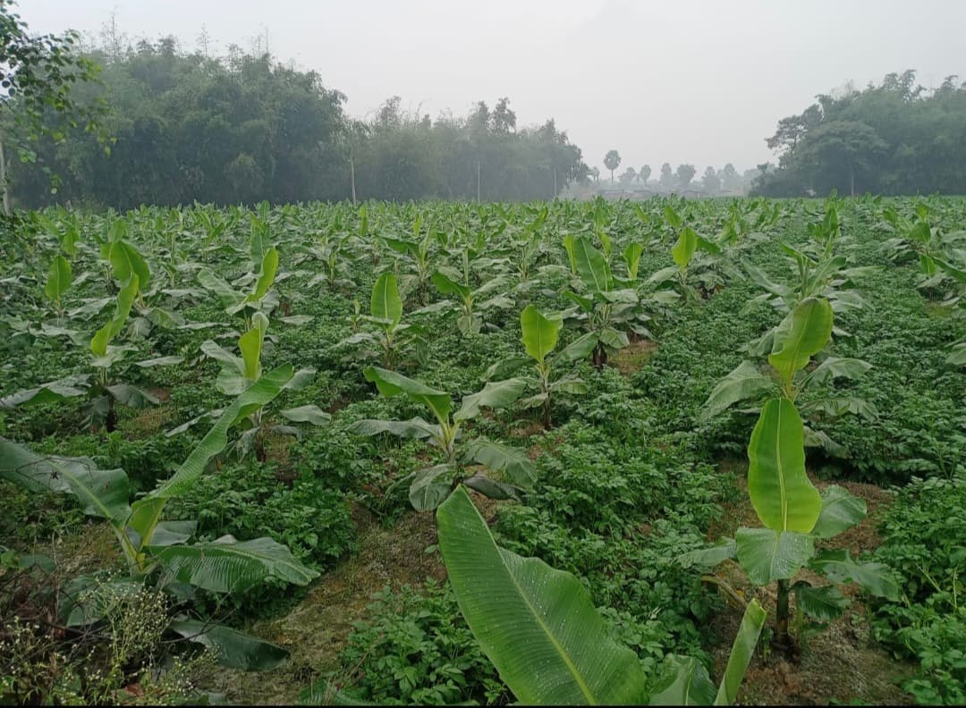 आर्थिक स्थिति में सुधार के लिए किसान कर रहे हैं मिश्रित खेती