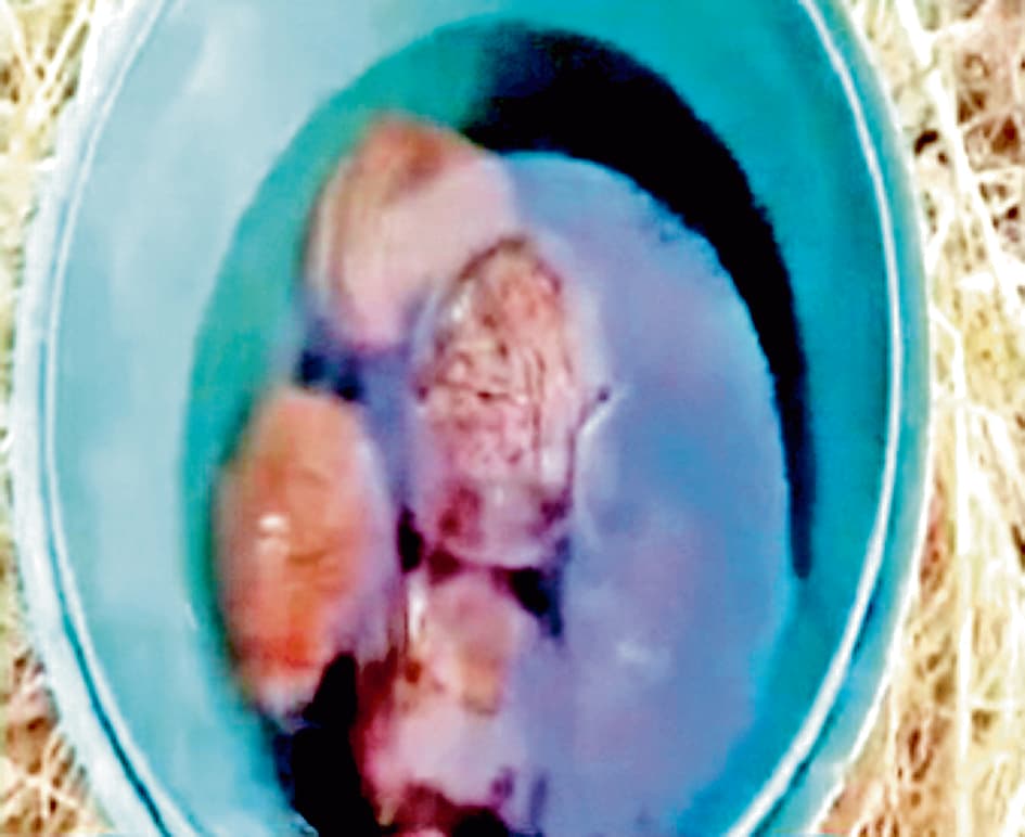 बीरभूम में फिर कई बम मिलने से हड़कंप