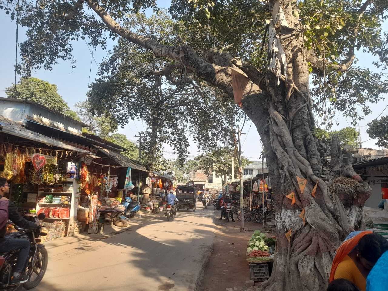 सालमारी बाजार में पेड़ झुका होने से भय का माहौल