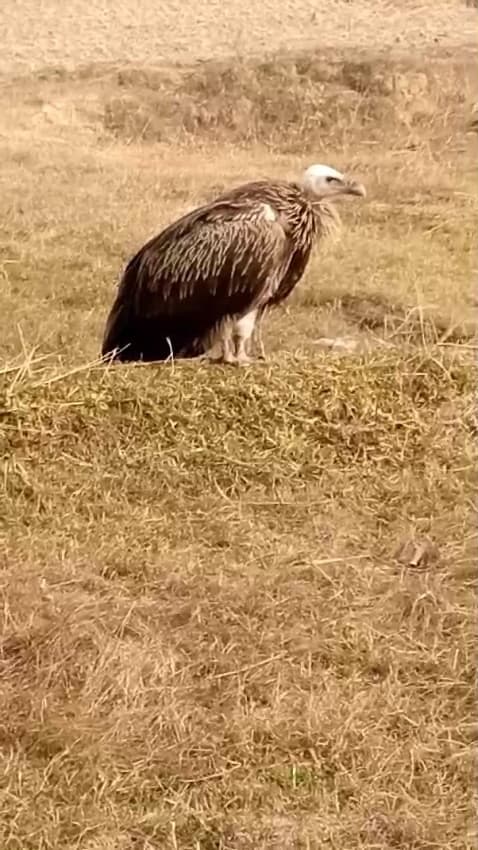 जमुई में दिखा सफेद सिर वाला दुर्लभ प्रजाति का गिद्ध, ग्रामीणों में कौतूहल
