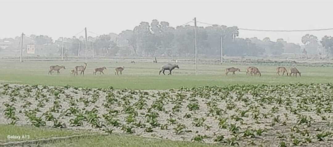 नील गाय के आतंक से किसान परेशान