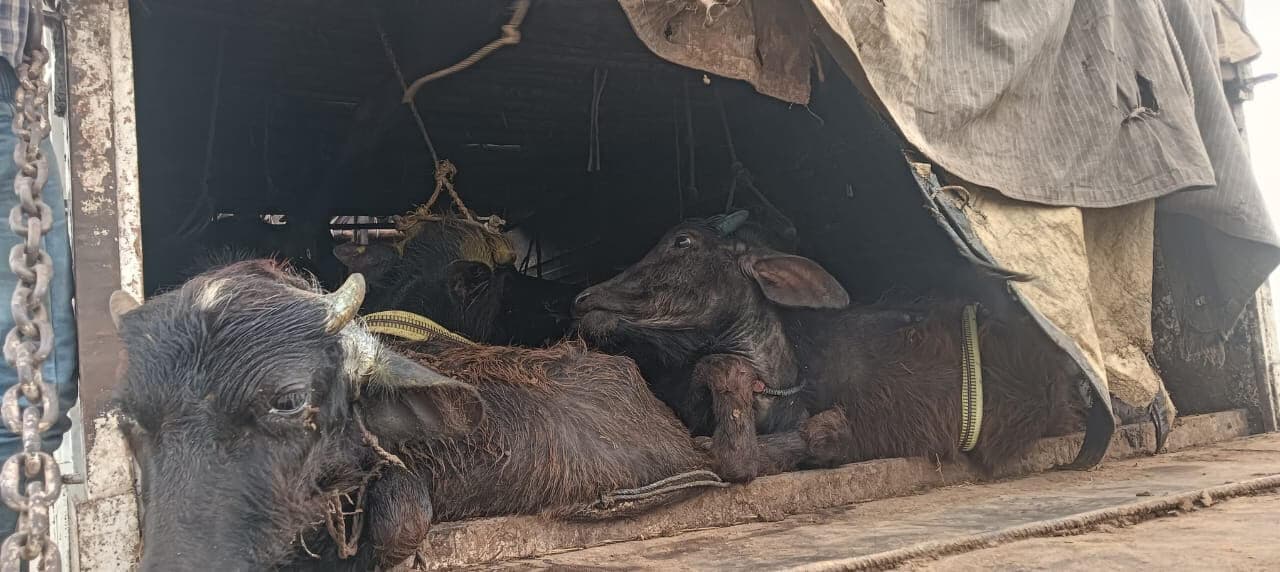 48 मवेशियों के साथ तीन तस्कर गिरफ्तार