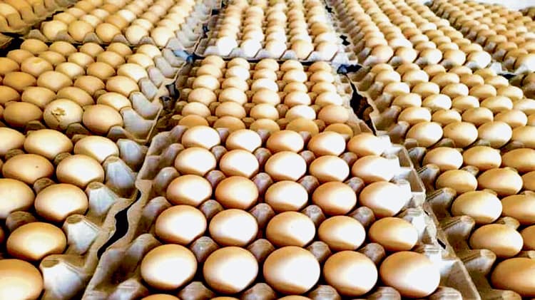 अंडा उत्पादन में स्वावलंबी बन गया बीरभूम