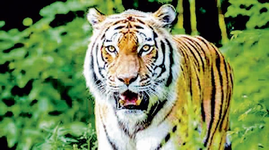 जंगल में ‘जीनत’ की चहलकदमी से ग्रामीण ही नहीं, वनकर्मी भी परेशान