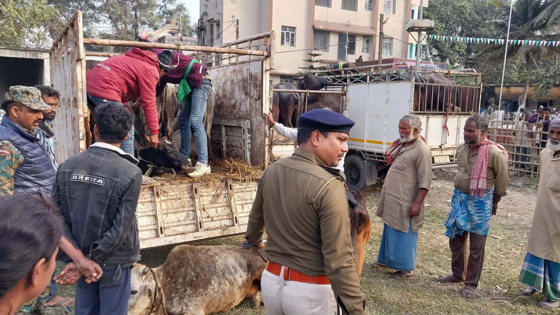 मवेशी लोड चार पिकअप जब्त, 11 व्यापारी गिरफ्तार