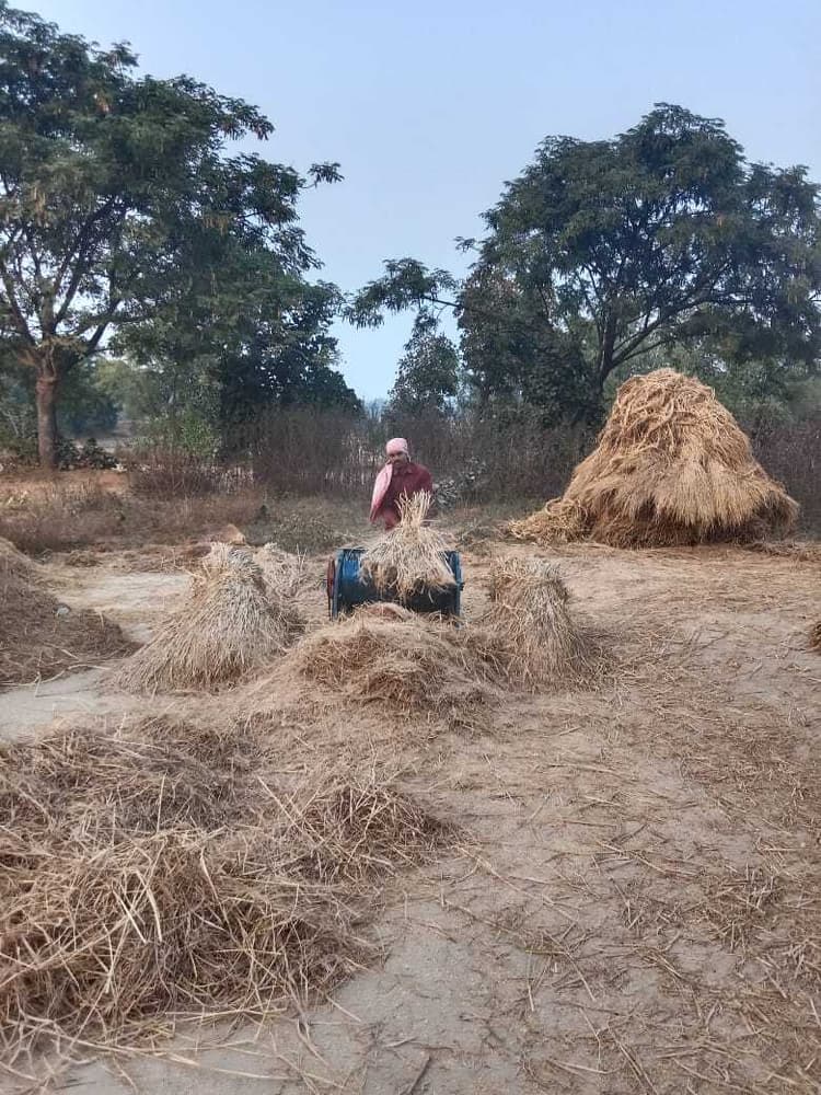 Giridih News : पैक्स की है जटिल प्रक्रिया, व्यापारियों के पास धान बेच रहे किसान