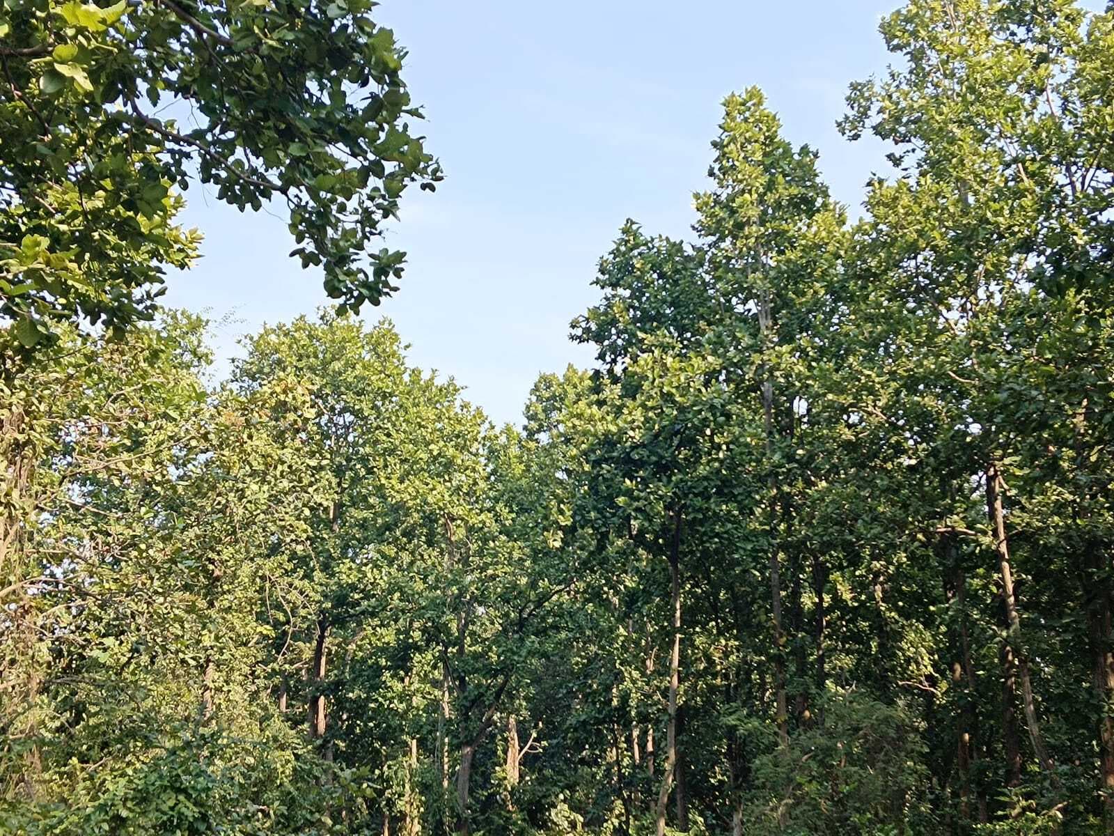 नये साल के स्वागत के लिए तैयार है सहरजोरी का पिकनिक स्पॉट