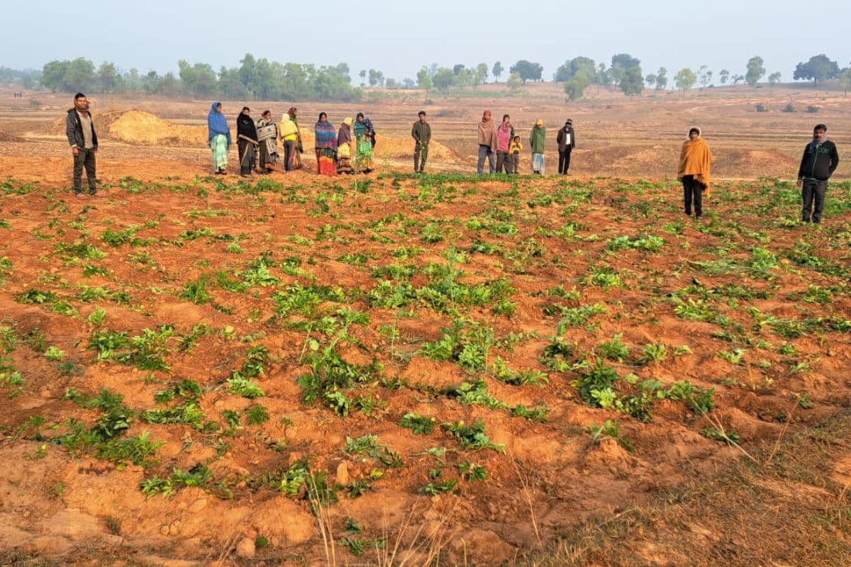 Giridih News: बिरनी में 32 हाथियों के झुंड ने रात भर मचाया उत्पात, दहशत में ग्रामीण