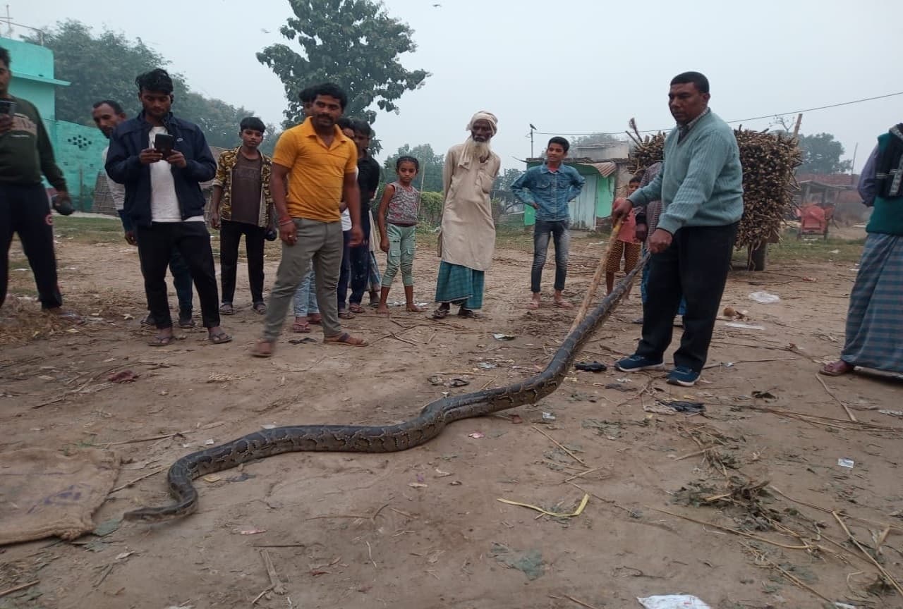 Video: गोपालगंज के इस गांव में फिर मिला विशालकाय अजगर, रेंगता देखकर मचा हड़कंप