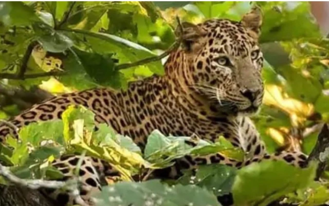 Bihar News: बगहा के वाल्मिकी नगर में तेंदुए की बढ़ी चहल कदमी, भय के माहौल में जी रहे लोग Bihar News: बगहा के वाल्मिकी नगर में तेंदुए की बढ़ी चहल कदमी, भय के माहौल में जी रहे लोग