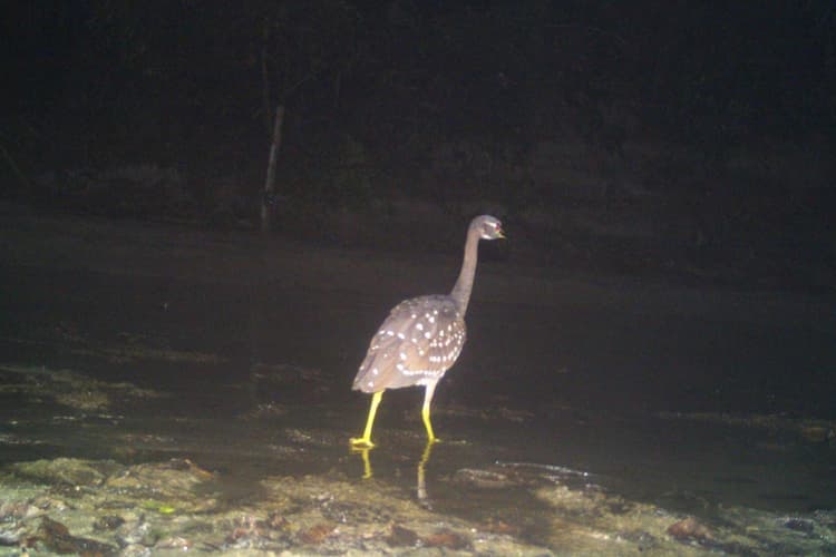 Valmiki Tiger Reserve: बिहार में दिखा चीन और वियतनाम का मायावी पक्षी, जानें किसका करता है शिकार