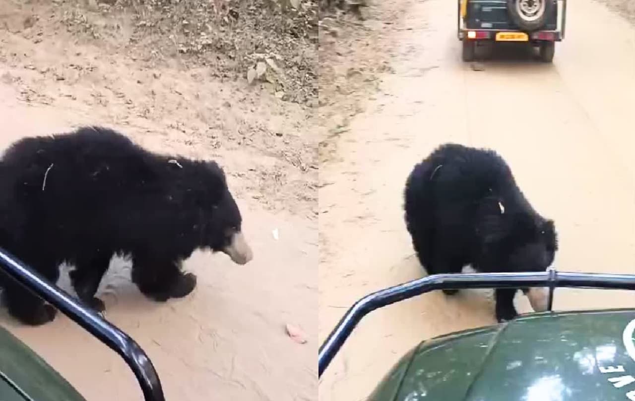 New Year 2025: जंगल सफारी में पर्यटकों के करीब पहुंचा भालू, रोमांचित हुए पर्यटक, देखें वीडियो