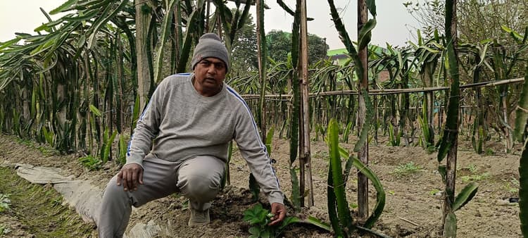 Katihar news : सेब, ड्रैगन फ्रूट व अंजीर की मिश्रित खेती दे रही मुनाफा