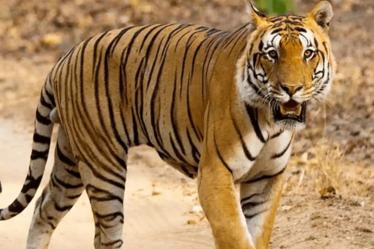 Bagaha News: रिहायशी इलाके में बढ़ी बाघ की चहलकदमी, लोगों में दहशत का माहौल