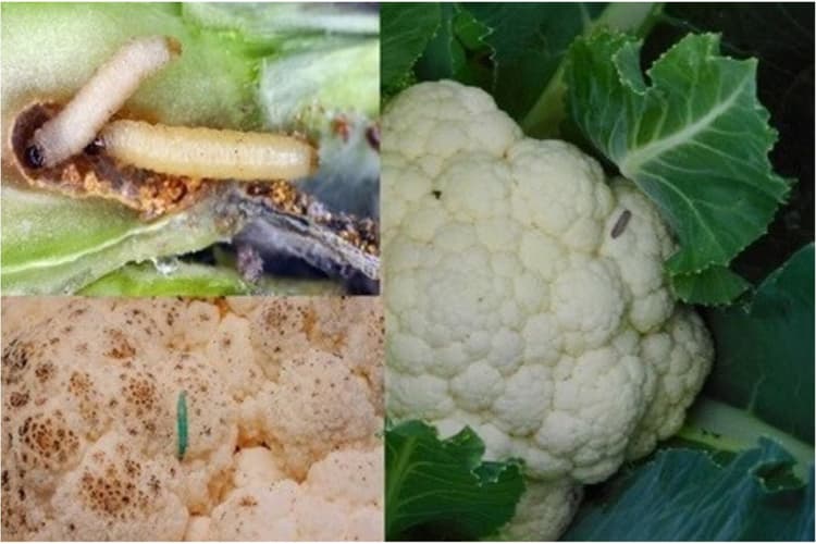 Cauliflower Cleaning Tips : फूलगोभी से बस कुछ ही पलों में कीड़े होंगे छूमंतर,अपनाएं ये किचन हैक्स