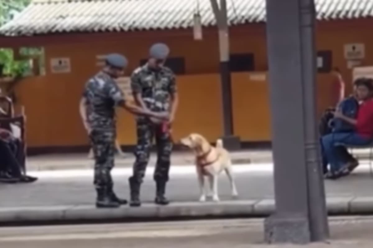 VIRAL VIDEO: मिलिट्री डॉग का मस्ती भरा डांस, सड़क पर खेलते वीडियो वायरल