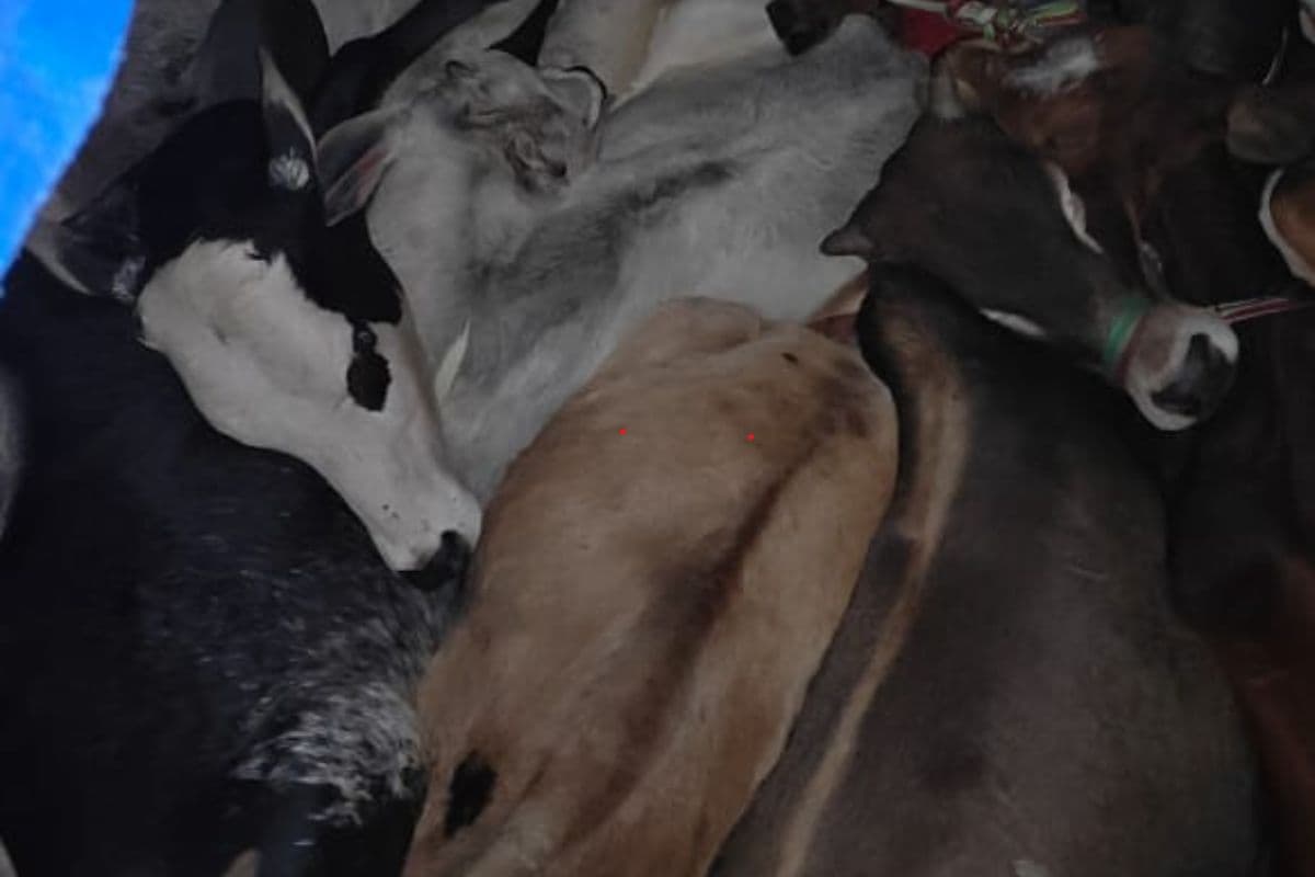 Giridih News: गिरिडीह में मवेशी लदे दो ट्रक जब्त, सीमा पार भेजने की थी तैयारी, दो लोग पुलिस हिरासत में