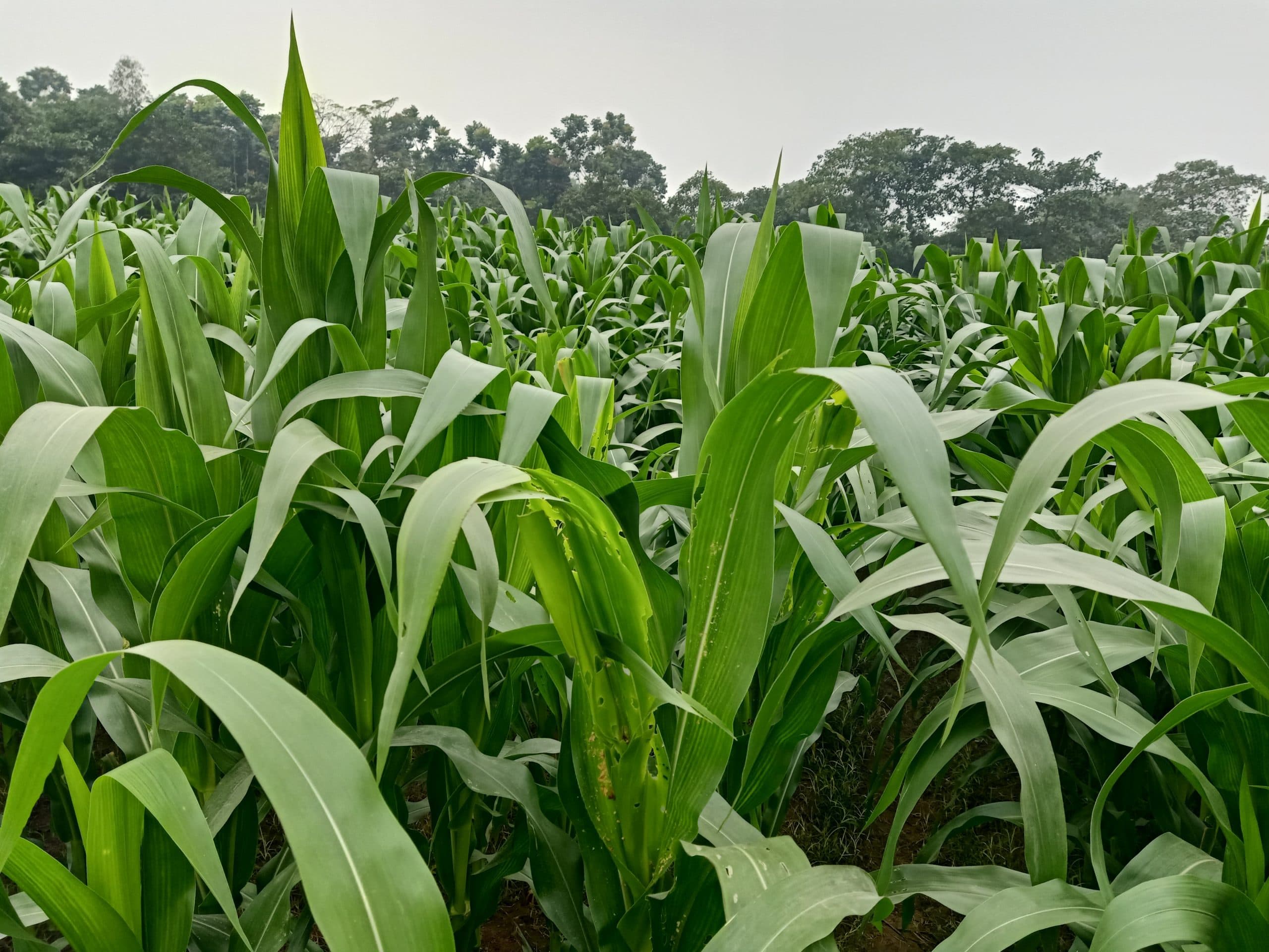 कजरा कीट फसल को कर रहा बर्बाद