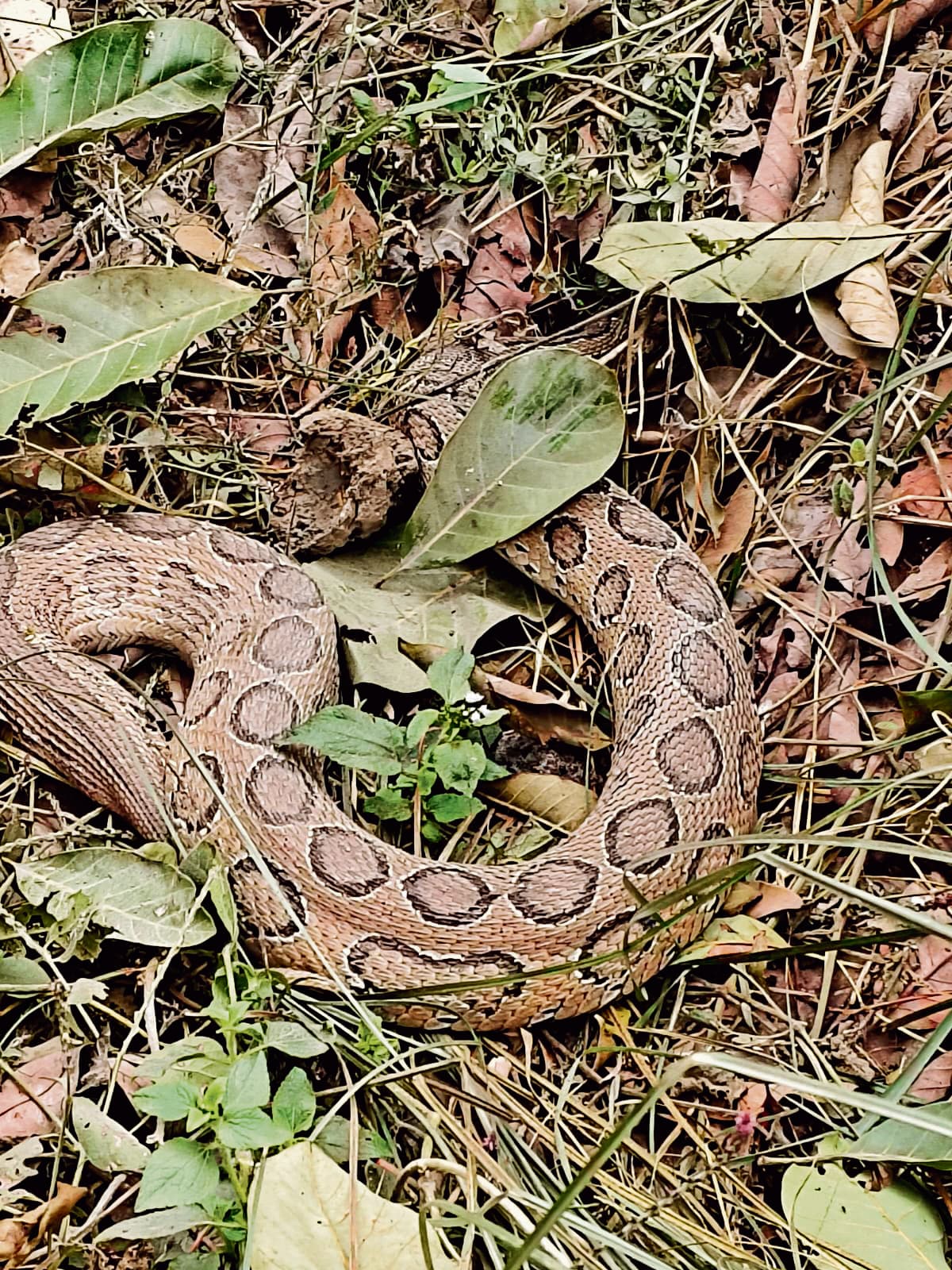 Siwan News : घुरघाट मठिया में निकला अजगर, ग्रामीणों ने दूसरे गांव में छोड़ा