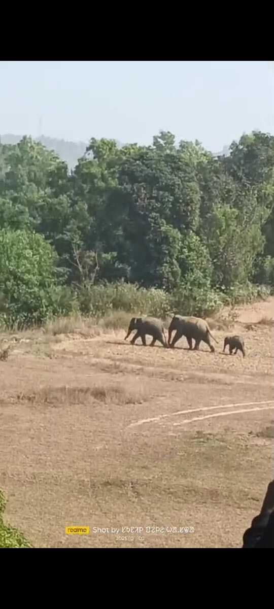 East Singhbhum : घाटशिला के डाइनमारी-माकुली जंगल में घुसे दो हाथी व एक बच्चा