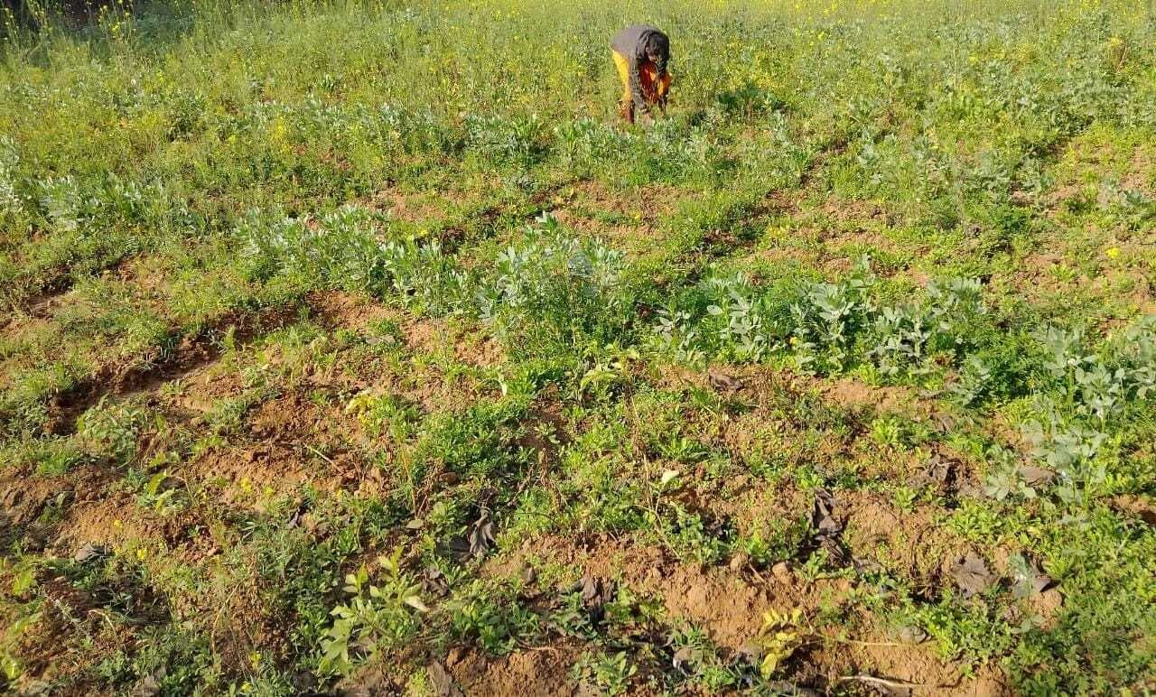 ख ::::::::: कोहरा व ठंड से बर्बाद हो रहे फसल, किसान चिंतित