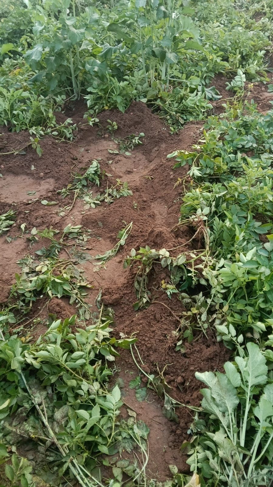 Bokaro News : हाथियों ने घर का दरवाजा तोड़ा, परिवार ने भाग कर बचायी जान